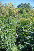 Costa Rica Finca El Cerro