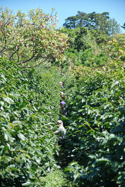 Costa Rica Finca El Cerro