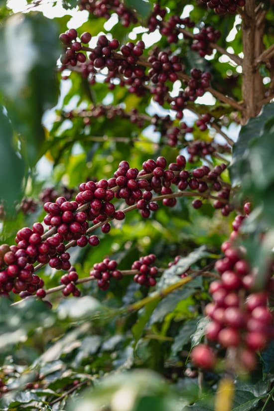 TPR WS - Burundi