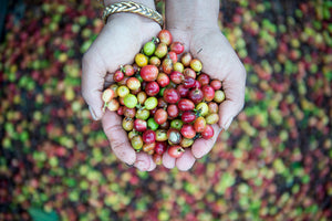 Two hands holding harvested coffee cherries ranging from deep red to yellow and green