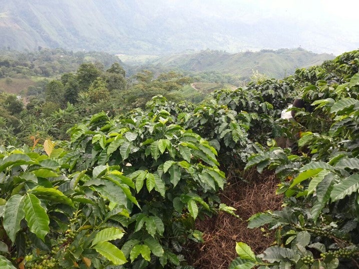 Colombia Rojas