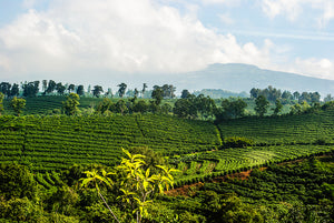 This image contains a picture of a coffee plantation with mountains from Costa Rica with mountains in the background.