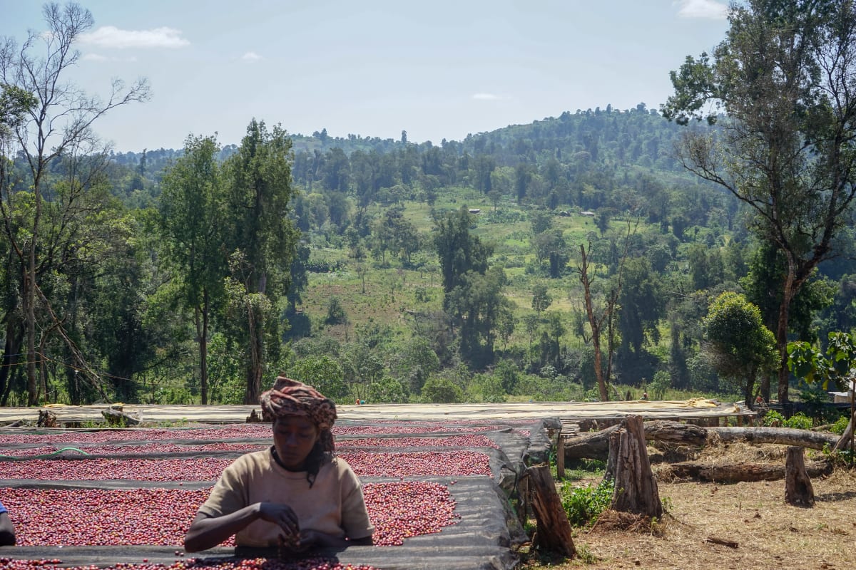 TPR WS Ethiopia Limmu Kossa