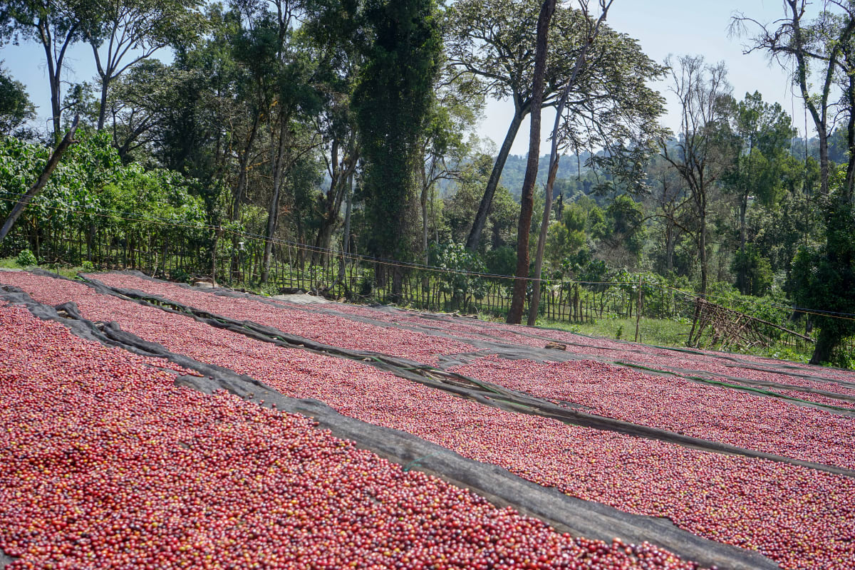 TPR WS Ethiopia Limmu Kossa