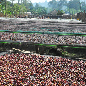 TPR WS - Ethiopia Guji