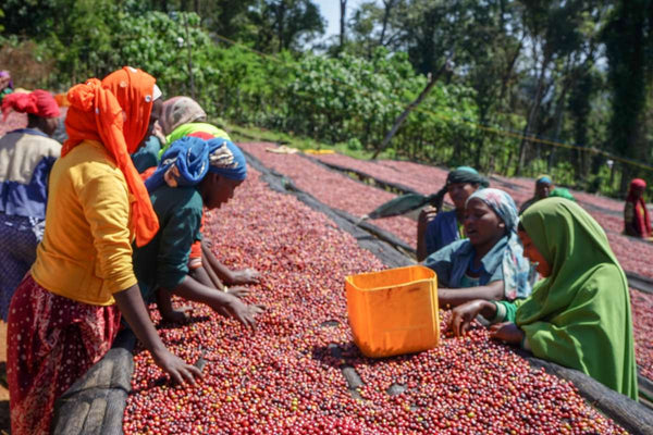 Ethiopia Limu