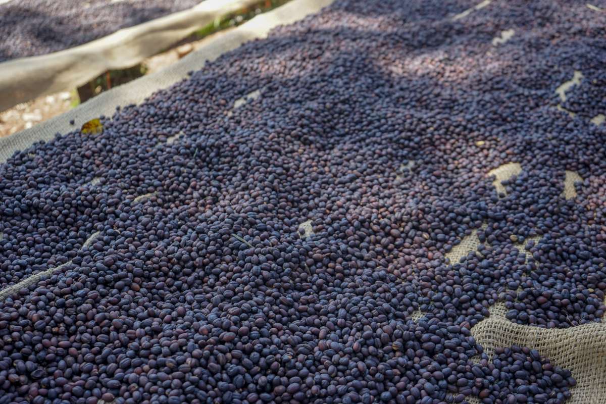 Ethiopia Limu